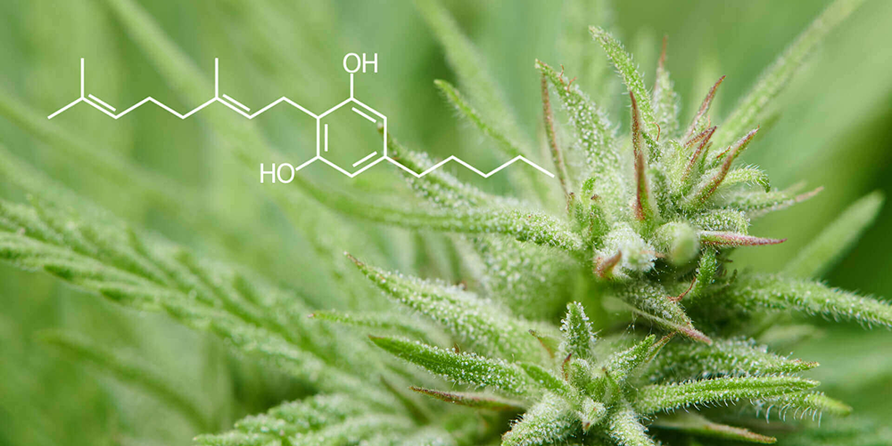 CBG vs. CBD What is the Difference?