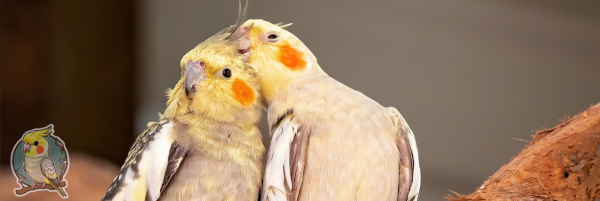 image of two birds for article about what to know before buying a pet bird