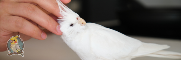 Types of Cockatiels blog image of man petting an albino cockatiel who is leaning in, enjoying it